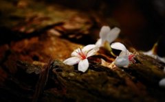 塵緣飛花，人去樓空，夢里花落為誰痛