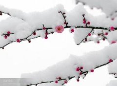 關(guān)于雪的優(yōu)美句子