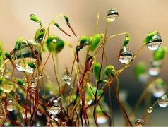 借秋雨抒情的句子