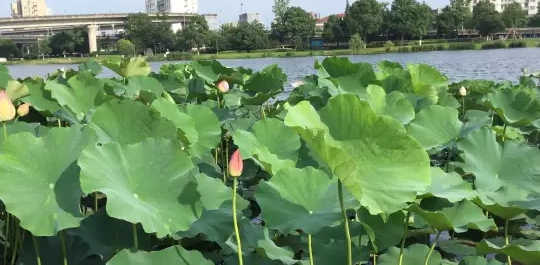 關于荷花的句子