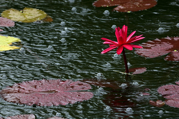 寫雨的句子