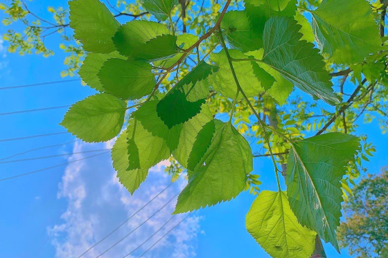 關(guān)于夏天干凈溫柔的句子   夏天唯美的句子