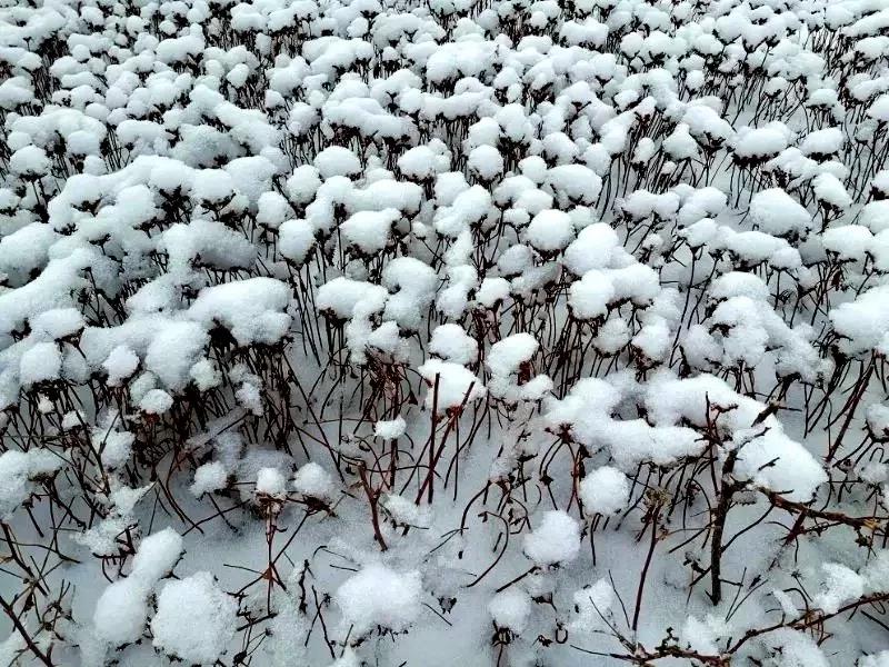 大雪的朋友圈文案