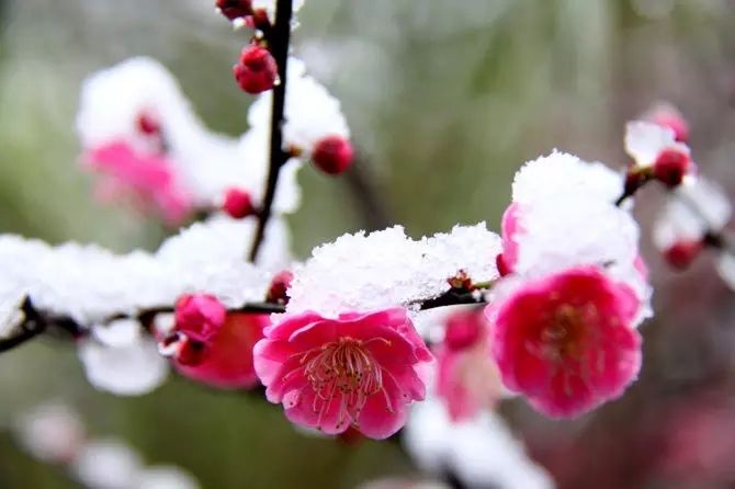 關(guān)于梅花的唯美句子