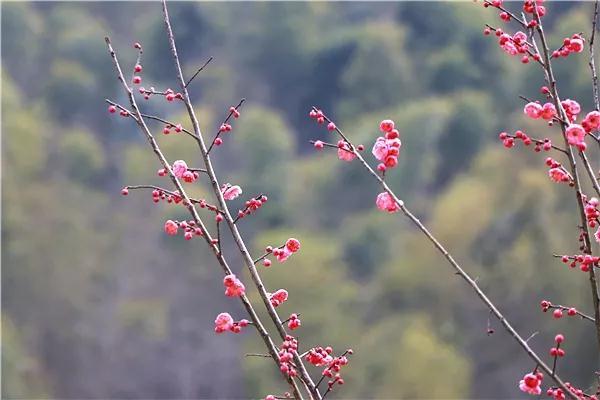 描寫春天的詩句 古詩100句