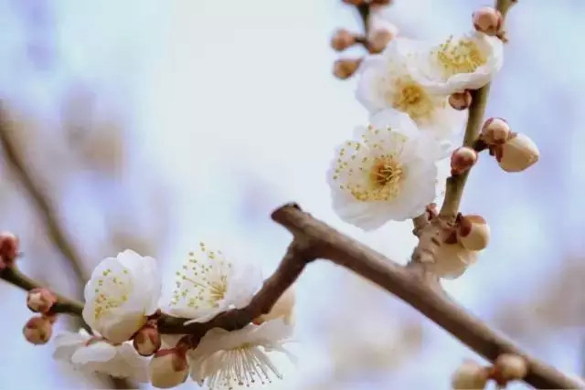 小學生描寫春天景色的優(yōu)美句子