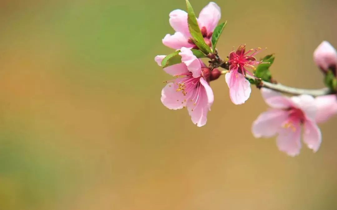 春分時(shí)節(jié)雨紛紛詩句詩詞大全