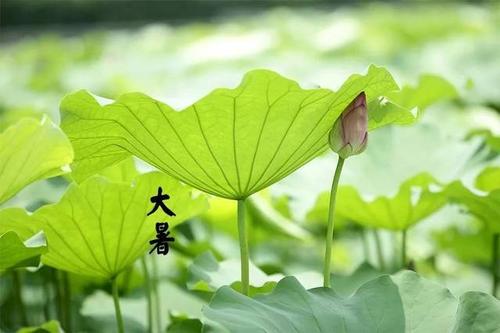 大暑祝福語給領(lǐng)導(dǎo)