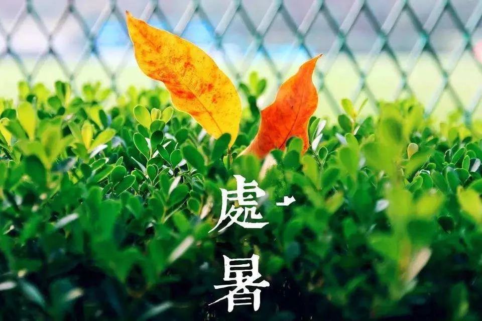 關(guān)于處暑的圖片 處暑發(fā)朋友圈句子